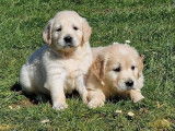 À réserver : 3 chiots Golden Retrievers femelles LOF