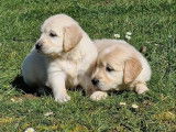 À réserver : 3 chiots Golden Retrievers femelles LOF