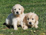 À réserver : 3 chiots Golden Retrievers femelles LOF