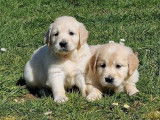 À réserver : 3 chiots Golden Retrievers femelles LOF