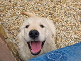 Chiot femelle Golden Retriever LOF sable à vendre