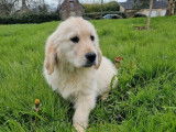 Chiot femelle Golden Retriever LOF sable à vendre