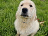 Chiot femelle Golden Retriever LOF sable à vendre