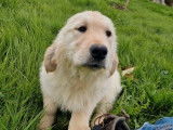 Chiot femelle Golden Retriever LOF sable à vendre