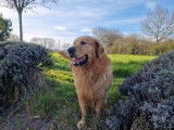 Chiot femelle Golden Retriever LOF sable à vendre