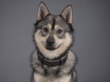 Mâle Pomsky disponible pour saillie sur Paris