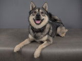Mâle Pomsky disponible pour saillie sur Paris