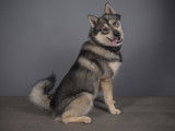 Mâle Pomsky disponible pour saillie sur Paris