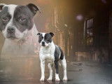 Chien Staffie LOF noir bringé panache blanc disponible pour saillie