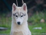 2 chiots m&acirc;les Huskies LOF disponibles