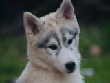 2 chiots m&acirc;les Huskies LOF disponibles
