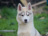2 chiots m&acirc;les Huskies LOF disponibles