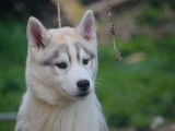 2 chiots m&acirc;les Huskies LOF disponibles