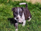 5 chiots Staffies LOF à vendre