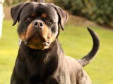 Chien Rottweiler LOF noir et feu disponible pour saillie