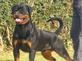 Chien Rottweiler LOF noir et feu disponible pour saillie