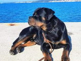 Chien Rottweiler LOF noir et feu disponible pour saillie