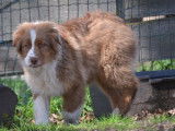 Chiot femelle Berger Australien LOF tricolore disponible à la vente