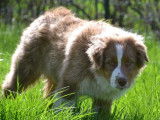 Chiot femelle Berger Australien LOF tricolore disponible à la vente