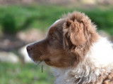 Chiot femelle Berger Australien LOF tricolore disponible à la vente
