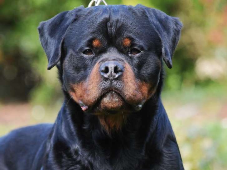 Chien Rottweiler noir et feu LOF de 2 ans et demi disponible pour saillie