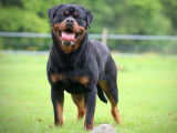 Etalon Rottweiler LOF disponible pour saillie