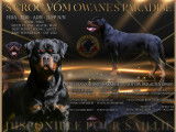 Etalon Rottweiler LOF disponible pour saillie