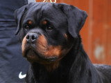 Etalon Rottweiler LOF disponible pour saillie