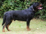 Etalon Rottweiler LOF disponible pour saillie