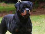 Etalon Rottweiler LOF disponible pour saillie