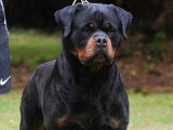 Etalon Rottweiler LOF disponible pour saillie