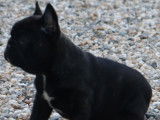 1 Mâle Bouledogues Français Bringés, LOF, à réserver