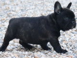 1 Mâle Bouledogues Français Bringés, LOF, à réserver