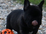 1 Mâle Bouledogues Français Bringés, LOF, à réserver