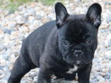 1 Mâle Bouledogues Français Bringés, LOF, à réserver