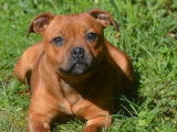 À vendre, chiot femelle Staffie LOF fauve, de juin 2023