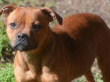 À vendre, chiot femelle Staffie LOF fauve, de juin 2023
