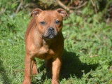 À vendre, chiot femelle Staffie LOF fauve, de juin 2023