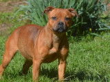 À vendre, chiot femelle Staffie LOF fauve, de juin 2023