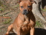 À vendre, chiot femelle Staffie LOF fauve, de juin 2023