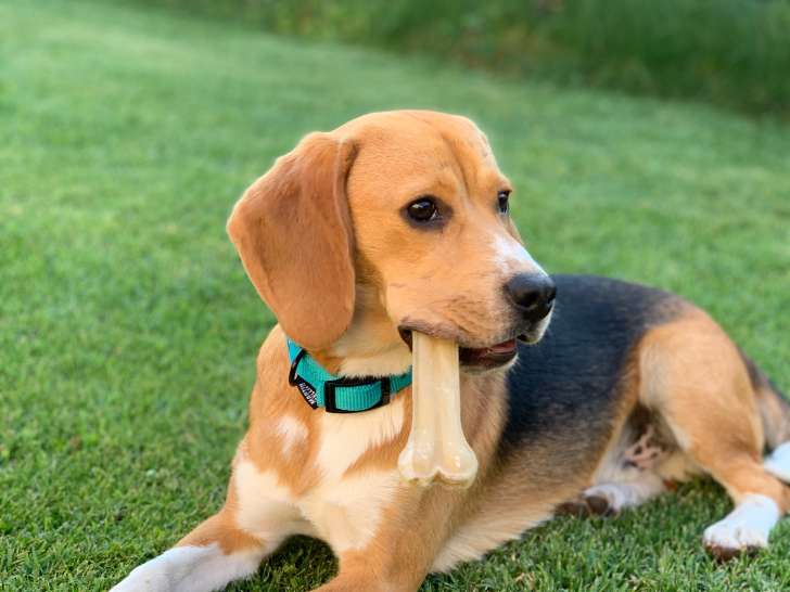 Beagle mâle de 4 ans à donner