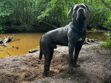 Mâle Cane Corso disponible pour saillie