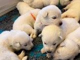 Chiots Berger Blanc Suisse &agrave; r&eacute;server