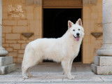 Chiots Berger Blanc Suisse &agrave; r&eacute;server