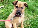 Disponible à l'adoption, chiot femelle beige