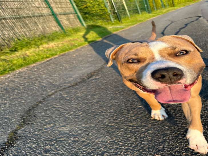 Mâle American Staffordshire Terrier disponible pour saillie