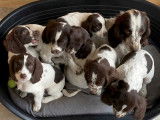 4 chiots Springer Anglais m&acirc;les &agrave; vendre