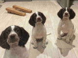 4 chiots Springer Anglais m&acirc;les &agrave; vendre