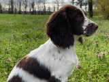 4 chiots Springer Anglais m&acirc;les &agrave; vendre