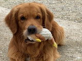 Mâle Golden Retriever disponible pour saillie